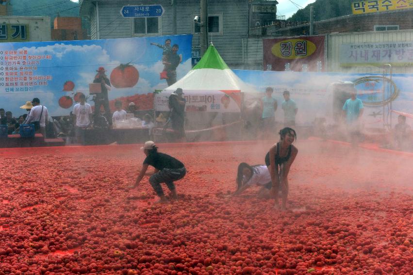 2013년 토마토축제 의 사진