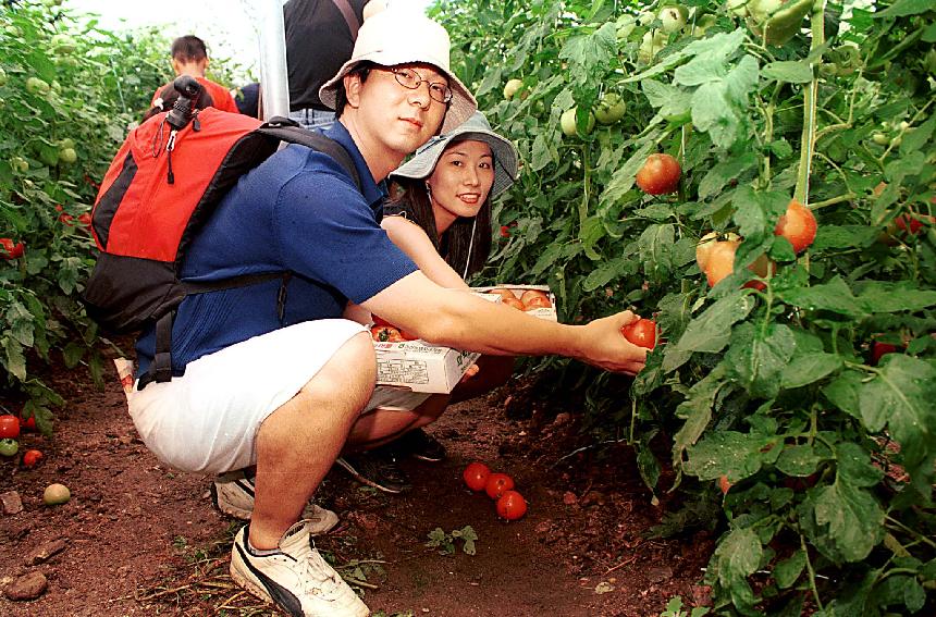 토마토따기 체험 의 사진