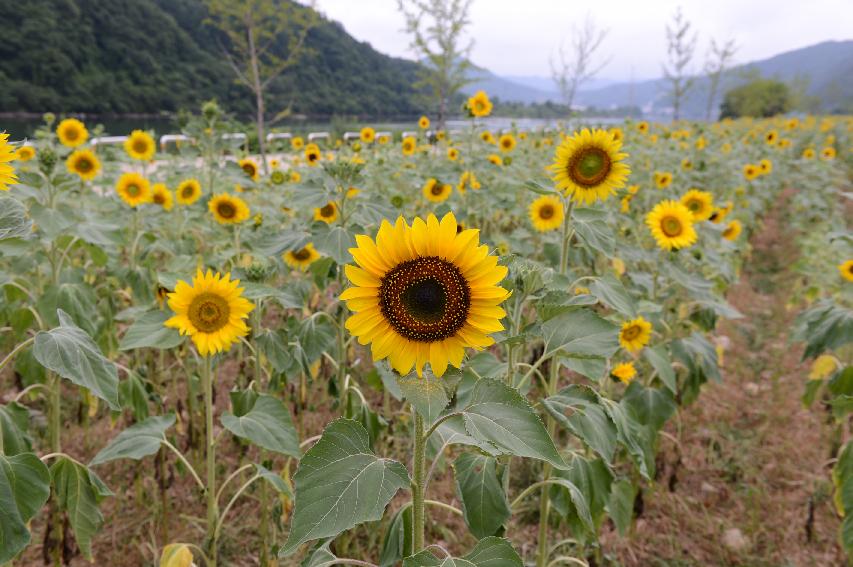 2014 화천읍 대이리 전경 의 사진