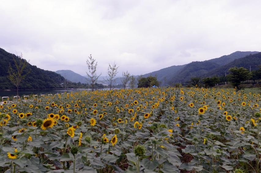 2014 화천읍 대이리 전경 의 사진