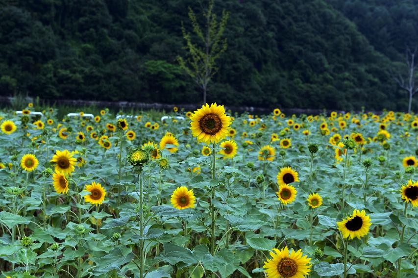 2014 화천읍 대이리 전경 의 사진