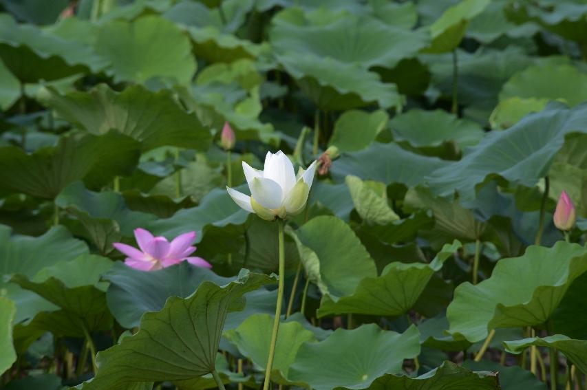 2014 하남면 서오지리 연꽃단지 전경 의 사진