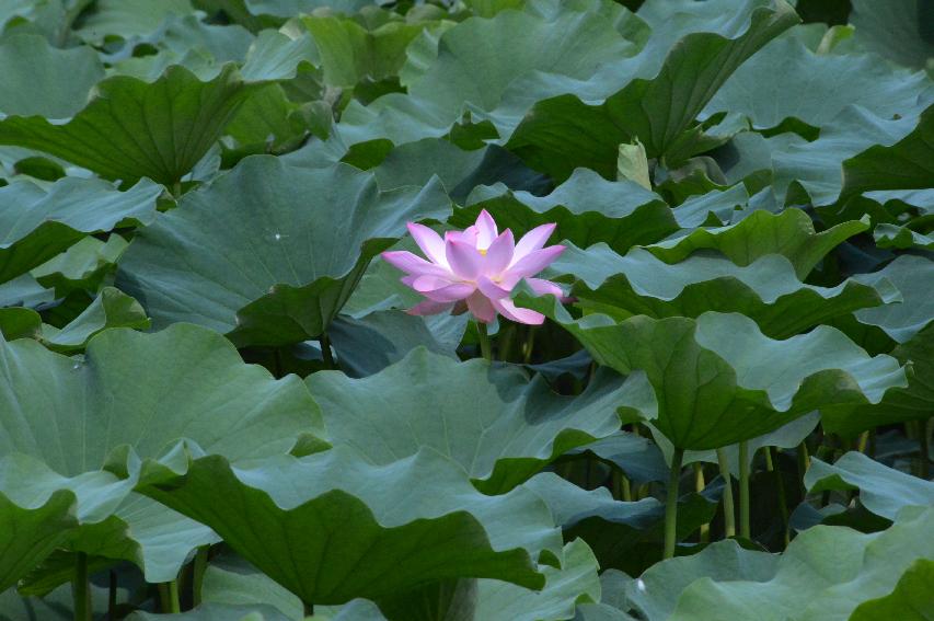 2014 하남면 서오지리 연꽃단지 전경 의 사진