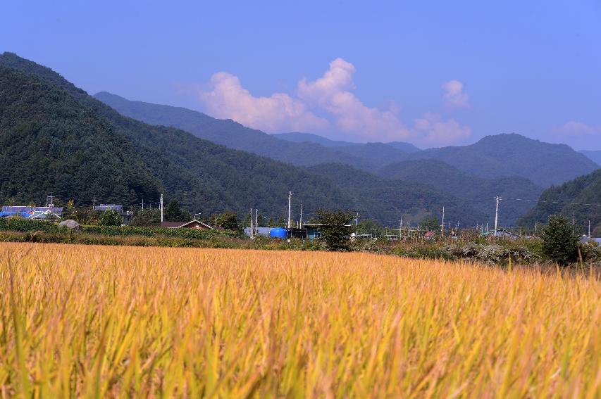 2014 가을 전경 및 벼수확지원사업 의 사진