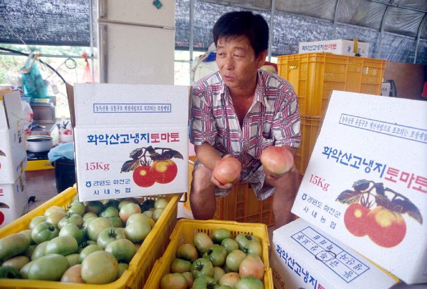 토마토 의 사진