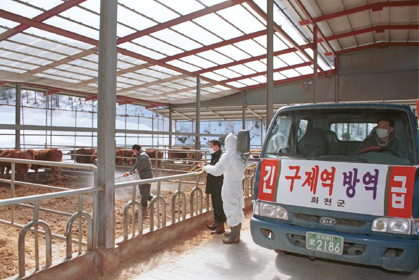 구제역 사진