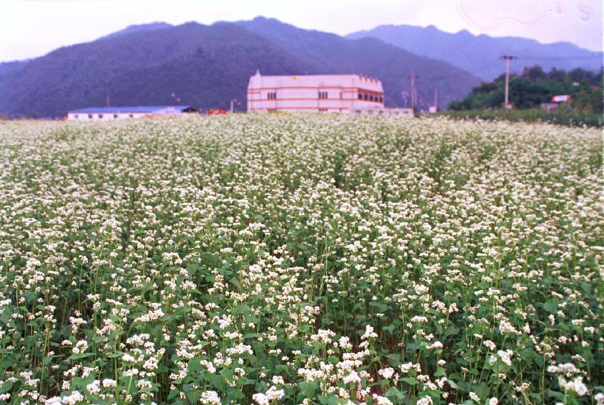 메밀꽃 의 사진