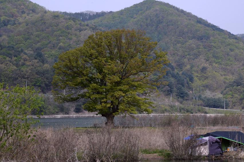2017 화천군 하남면 거레리 수변공원 사랑나무 전경 의 사진
