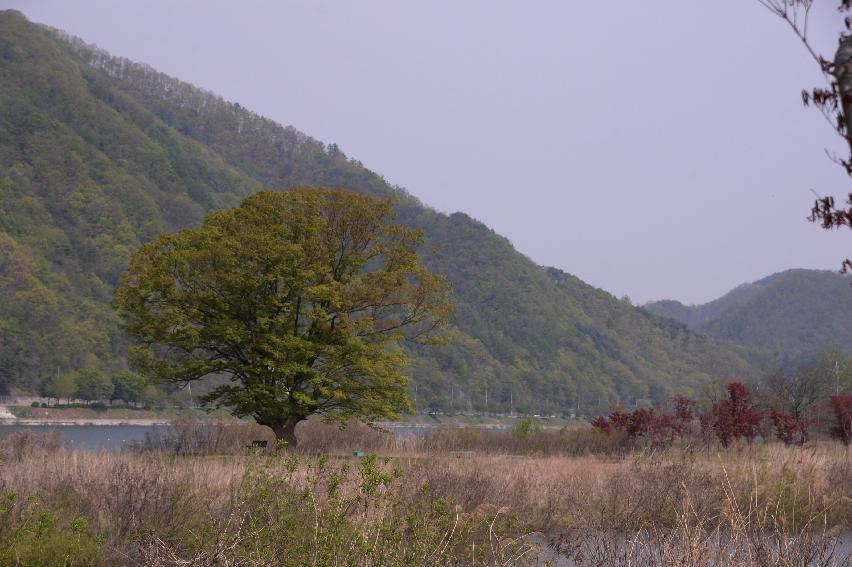 2017 화천군 하남면 거레리 수변공원 사랑나무 전경 의 사진