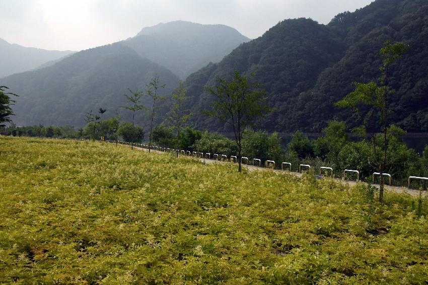 2017 북한강변 공원 논개승마 재배단지 전경 의 사진