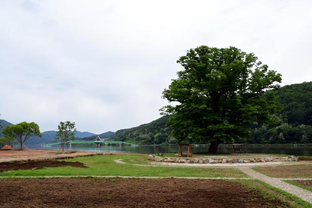 2021 화천군 하남면 거례리 사랑나무 전경 의 사진