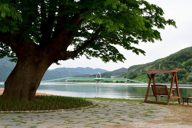 2021 화천군 하남면 거례리 사랑나무 전경 의 사진