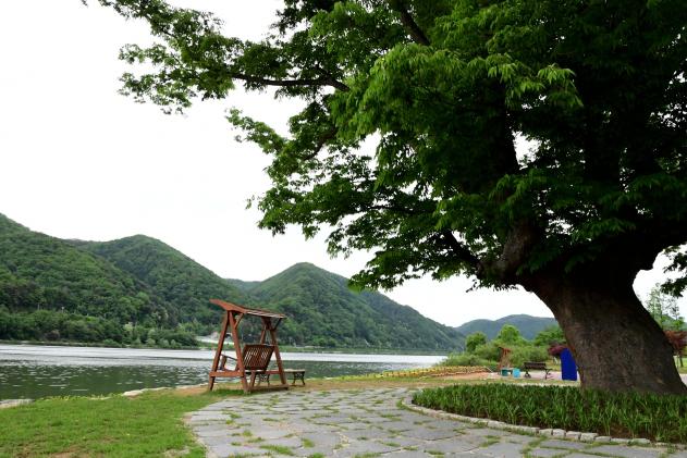 2021 화천군 하남면 거례리 사랑나무 전경 의 사진