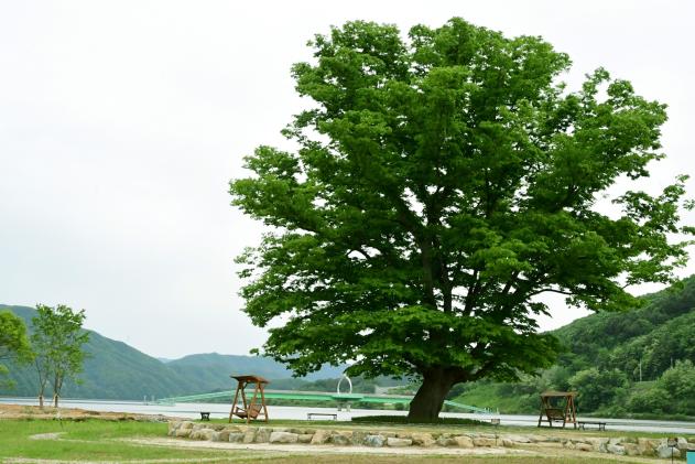 2021 화천군 하남면 거례리 사랑나무 전경 의 사진