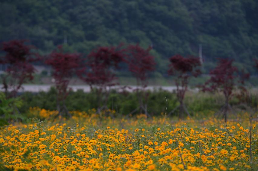 2014 북한강 풍경 의 사진