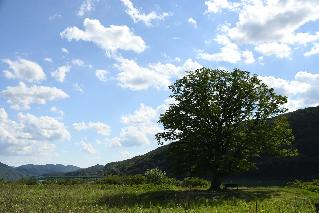 2017 사랑나무 파로호 전경 의 사진