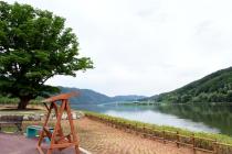2021 화천군 하남면 거례리 사랑나무 전경 의 사진