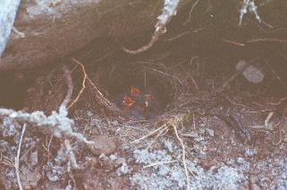 노랑할미새 둥지 의 사진