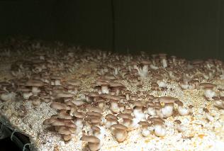 느타리버섯 의 사진