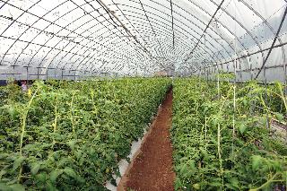 2011 서규홍 농림수산식품부 장관 화천토마토재배농가 방문 사진