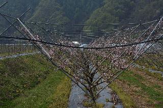 2013 상서면 노동리 복숭아나무 식제 전경 사진