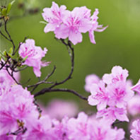 County Flower - Azalea